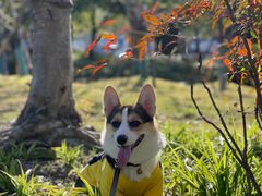 -翊宠yipet猫狗购宠庄园犬舍•猫舍