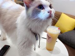-楼上猫咖(罗湖店)