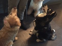 -百好乐宠物友好餐厅(朝外大街店)