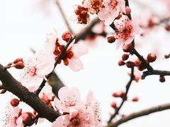 -三垟湿地