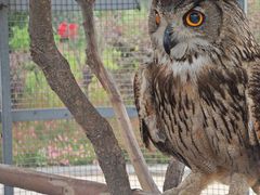 -西霞口神雕山野生动物世界