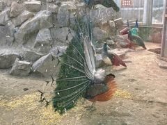 -水绘园