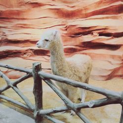 -酷嗒动物文化乐园(cutezoo西溪乐天城店)