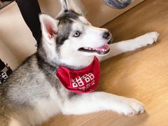 -Husky Go! 哈士奇体验馆·宠物咖啡厅狗咖