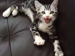 iphone_upload_pic-Bastet sally猫舍购宠(静安店)