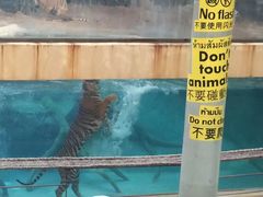 老虎-清迈夜间动物园