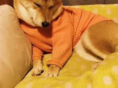 -北京赛佳动物医院