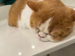 -飞行喵MR PILOT|猫舍·猫咖(静安大融城店)