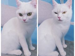 -喵的天空名猫咖啡馆·撸猫·猫舍·用品