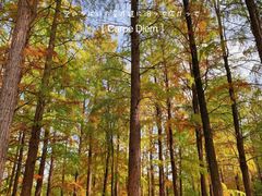 -上海共青森林公园