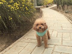 -瑞派·关忠动物医院·异宠专科·犬猫肿瘤·皮肤专科(望京店)