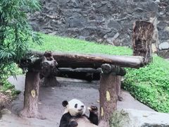 -都江堰中华大熊猫苑