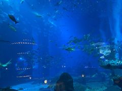 -亚特兰蒂斯•OSSIANO奥西亚诺海底餐厅
