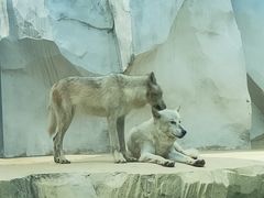 -秦皇岛乐岛海洋王国