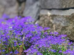-同里国家湿地公园