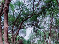 -吼山森林公园