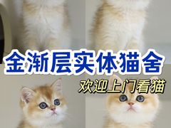 -lincat·猫舍(广州店)