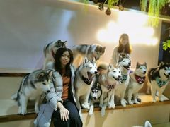 -Husky Go! 哈士奇体验馆·宠物咖啡厅狗咖
