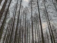 -黄海国家森林公园