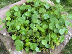 -三圣花乡旅游区