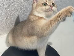 -琪喵猫屋·撸猫猫咖·猫舍