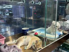 -FAELING PETS美天灵宠物(富力广场店)