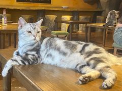 -猫猫幼稚园·撸猫·桌游·电玩