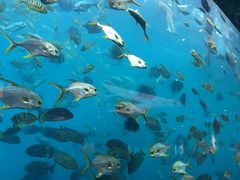 水族箱-瑞德姆美人鱼海底演艺主题餐厅(亚龙湾店)
