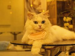 -共舞时光猫咖·狗咖(新街口店)