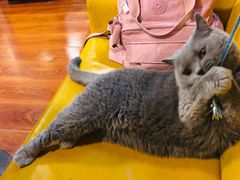 -猫小院猫主题咖啡厅(北锣店)