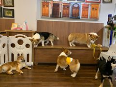 -柯斗斗主题餐厅·狗咖·围炉煮茶·茶饮(国瑞升平里店)