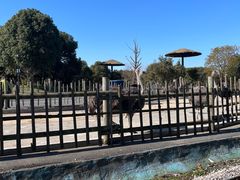 -常州淹城野生动物世界