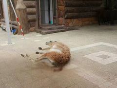 -大连森林动物园