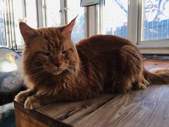 -猫小院猫主题咖啡厅(北锣店)