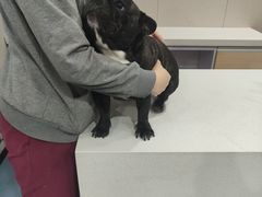 -瑞鹏宠物医院·爱宠堂·骨外专科(西荷分院)