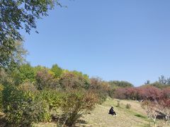 -廊坊市自然公园