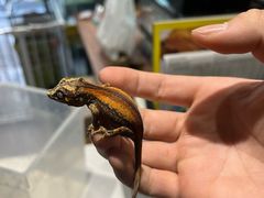 -酷以爬仙阁实体爬宠店·守宫·蜥蜴·专业繁育