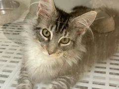 -lincat·猫舍(广州店)