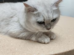 -安安宠医·安宠宠物医院