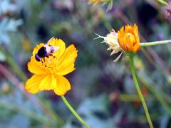 -北京东方普罗旺斯薰衣草庄园