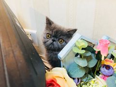 -宠爱国际动物医院·消化内科·心肾内科·ISFM猫友好(望京店)