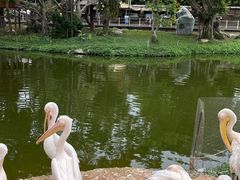 -深圳野生动物园