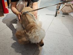 -FAELING PETS美天灵宠物(富力广场店)