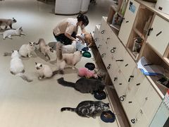 -藏猫猫咖啡主题馆(中央大道店)