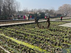 -溱湖国家湿地公园