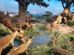 -国家自然博物馆