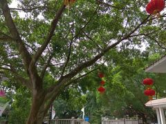 -广州市流溪河国家森林公园