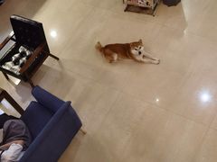 -喜柴咖啡·柴犬狗咖