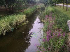 -东郊湿地公园