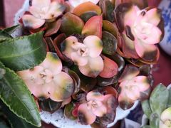 -大润发(梅兰东路店)